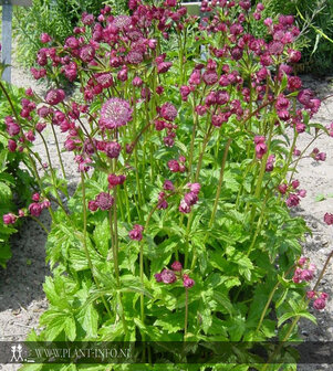 Astrantia m. &#039;Rubra&#039; P9