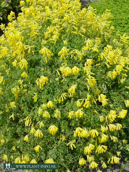 Corydalis lutea P9