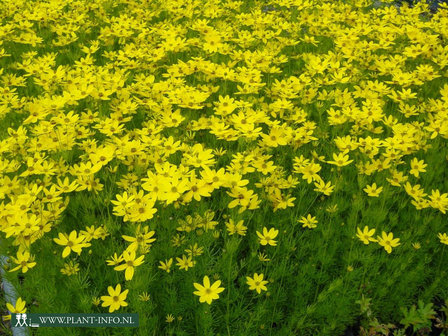 Coreopsis verticillata P9