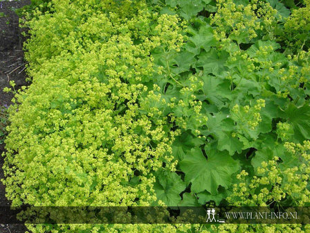 Alchemilla mollis P9