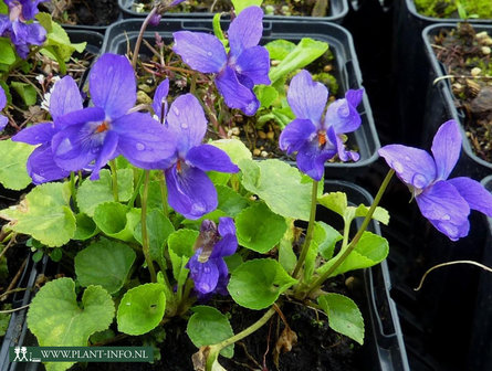 Viola odorata P9