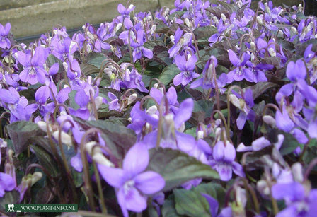 Viola labradorica P9
