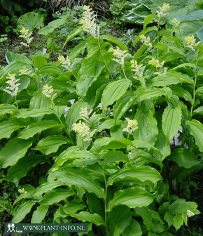 Smilacina racemosa P9