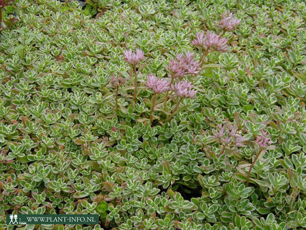 Sedum spurium &#039;Variegatum&#039; P9