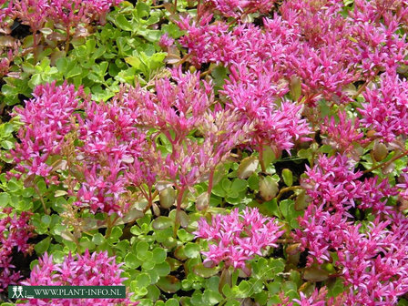 Sedum spurium &#039;Schorbuser Blut&#039; P9