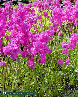 Lychnis viscaria &#039;Plena&#039; P9