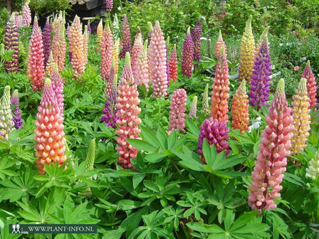 Lupinus &#039;Gallery Gemengd&#039; P9