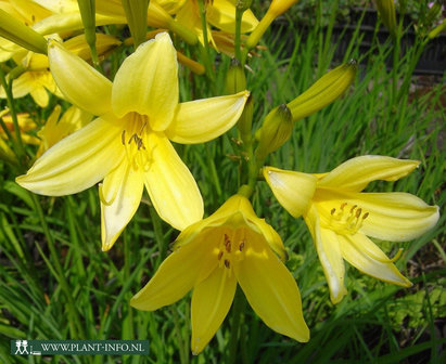 Hemerocallis lilioasphodelus P9