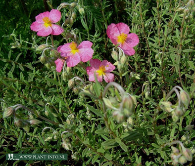 Helianthemum &#039;Wisley Pink&#039; P9