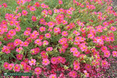 Helianthemum &#039;Ben Hope&#039; P9