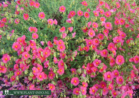 Helianthemum &#039;Ben Hope&#039; P9