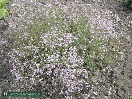 Gypsophila &#039;Rosenschleier&#039; P9