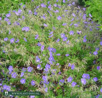 Geranium &#039;Brookside&#039; P9