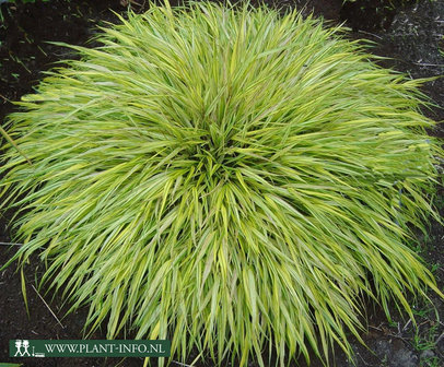 Hakonechloa macra &#039;Aureola&#039; P9