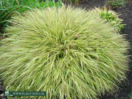 Hakonechloa macra &#039;Aureola&#039; P9