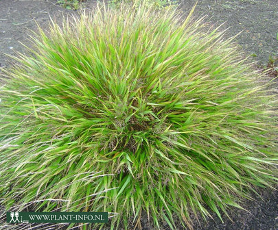 Hakonechloa macra P9