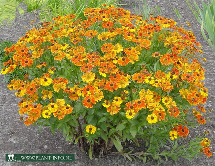 Helenium &#039;Waltraut&#039; P9