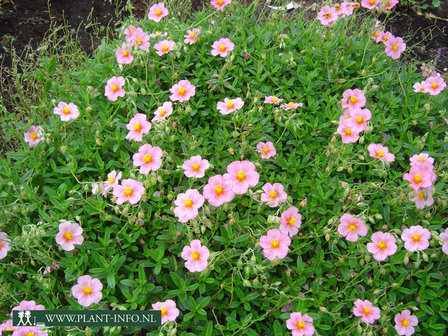 Helianthemum &#039;Lawrenson&#039;s Pink&#039; P9