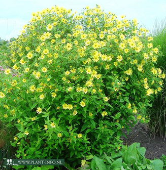 Helianthus &#039;Lemon Queen&#039; P9