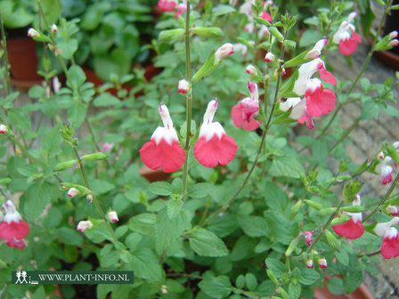 Salvia microphylla &#039;Hotlips&#039; P9