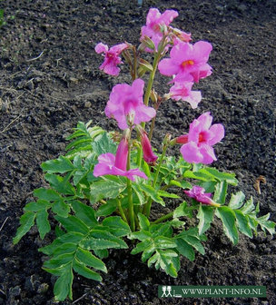 Incarvillea delavayi P9