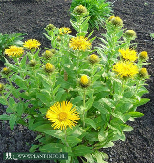 Inula orientalis P9