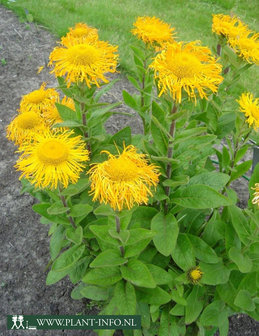 Inula orientalis P9