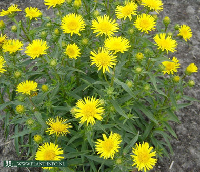 Inula ensifolia P9