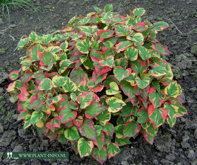 Houttuynia cordata &#039;Chameleon&#039; P9