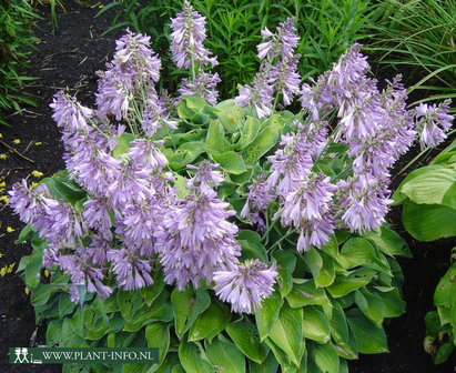 Hosta &#039;Blue Cadet&#039; P9