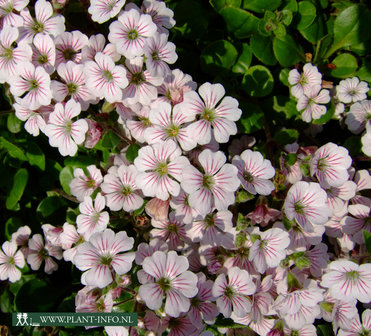 Gypsophila cerastioides P9