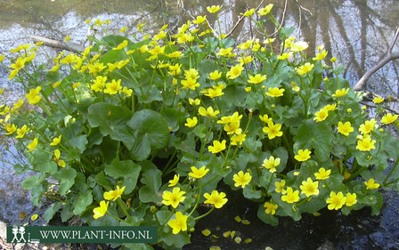 Caltha palustris P9