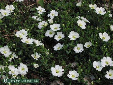 Arenaria montana P9