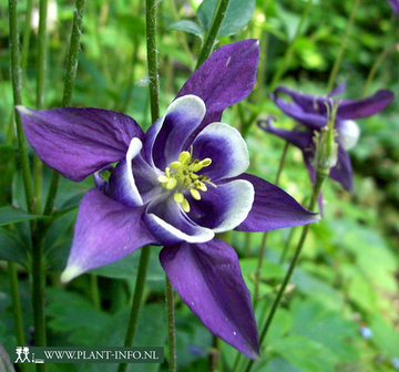 Aquilegia vulgaris P9