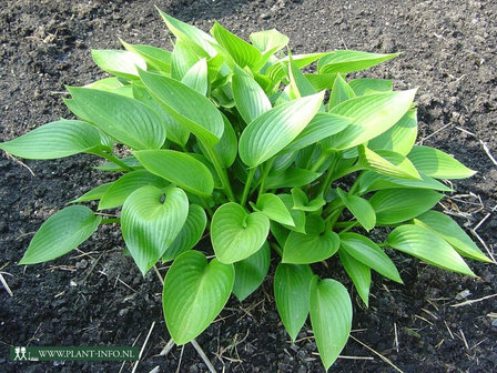 Hosta &#039;Devon Green&#039; P9