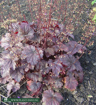 Heuchera &#039;Plum Pudding&#039; P9