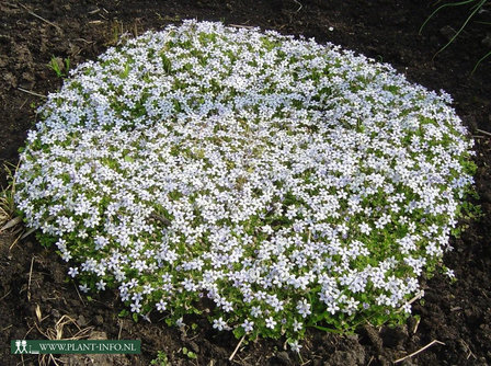 Isotoma fluviatilis P9