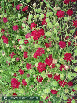 Knautia macedonica P9