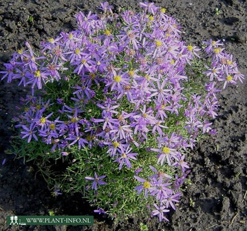 Aster sedifolius &#039;Nanus&#039; P9