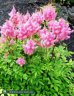 Astilbe (A) &#039;Gloria&#039; P9