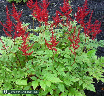 Astilbe (A) &#039;Glut&#039; P9