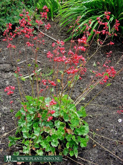 Heuchera b. &#039;Pluie de Feu&#039; P9