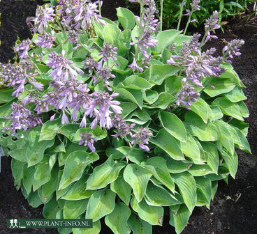 Hosta &#039;Blue Cadet&#039; P9