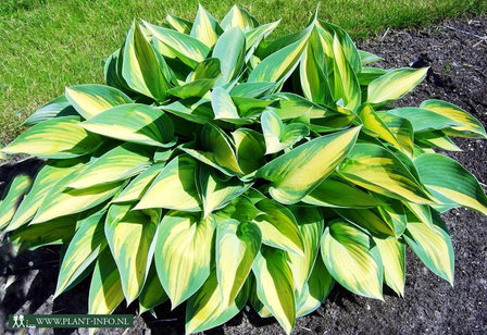 Hosta &#039;June&#039; (R) P9