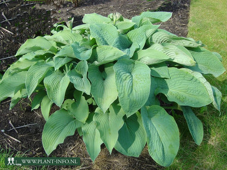 Hosta sie. &#039;Elegans&#039; P9