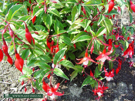 Fuchsia &#039;Madame Cornelissen&#039; P9