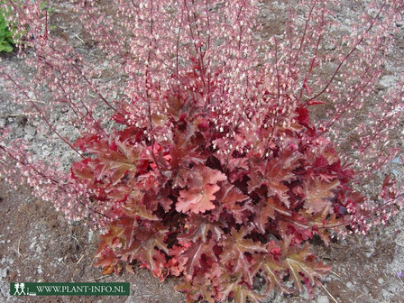 Heuchera &#039;Chocolate Ruffles&#039; &reg; P9