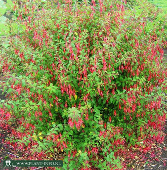 Fuchsia magellanica gracilis P9