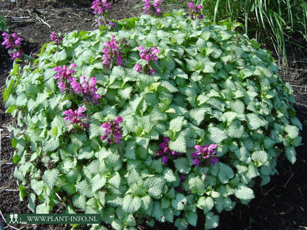 Lamium mac. &#039;Beacon Silver&#039; P9