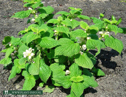 Lamium orvala &#039;Album&#039; P9